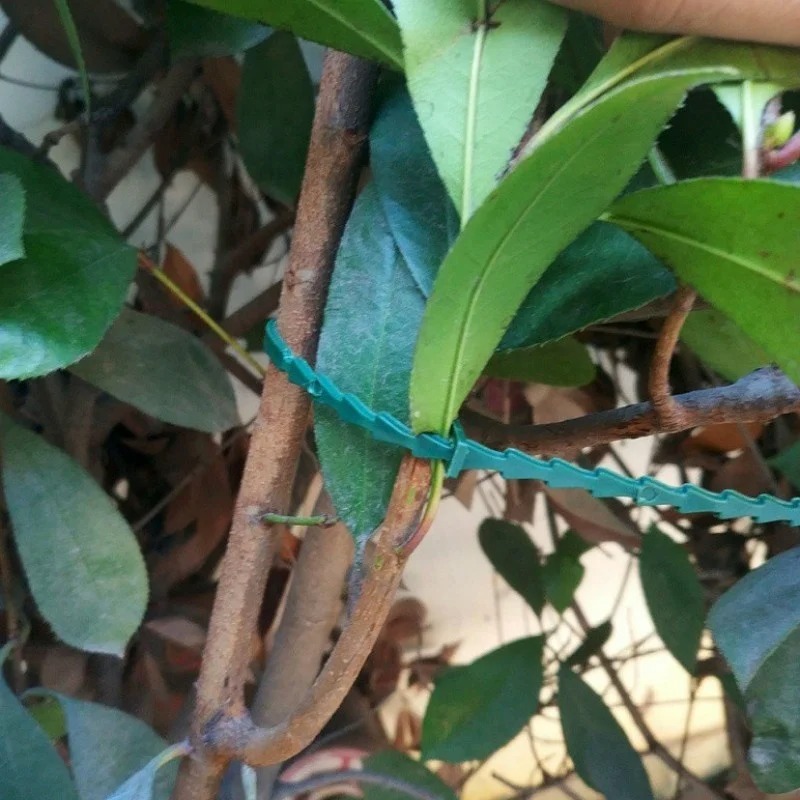 50pcs Adjustable Plastic Plant - Vine Climbing Plastic review and price